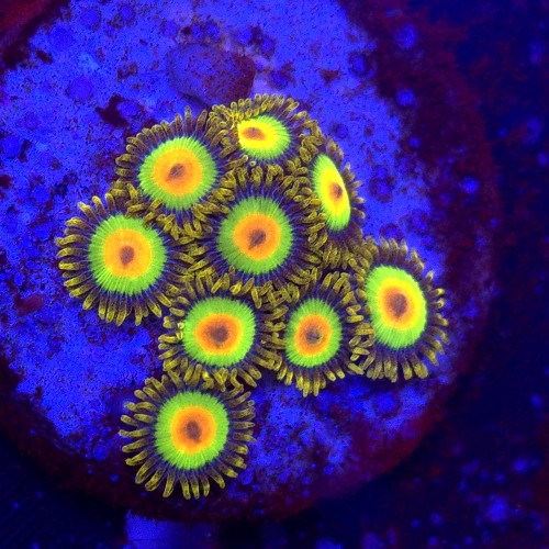 Zoanthus Rasta Zoa WYSIWYG #A0194