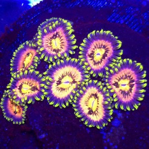 Zoanthus Sakura Sunrise Zoa WYSIWYG #A0177
