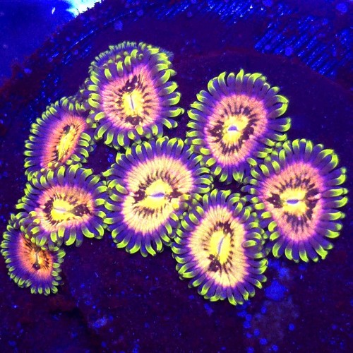 Zoanthus Sakura Sunrise Zoa WYSIWYG #A0177