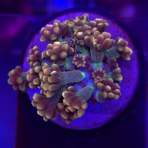 Alveopora Orange Tips Frag WYSIWYG #E0134