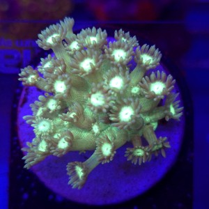 Goniopora Fluo Green Blue Tips frag WYSIWYG #A061