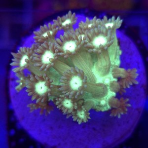Goniopora Fluo Green Blue Tips frag WYSIWYG #A0141