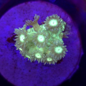 Goniopora Fluo Green Blue Tips frag WYSIWYG #A0118