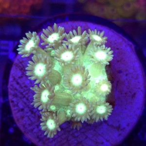 Goniopora Fluo Green Blue Tips frag WYSIWYG #E0147