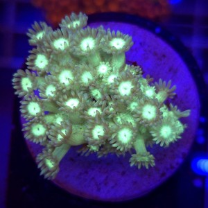 Goniopora Fluo Green Blue Tips frag WYSIWYG #E0131