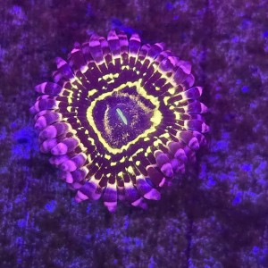 Zoanthus Stratosphere Zoa (1 polip) 