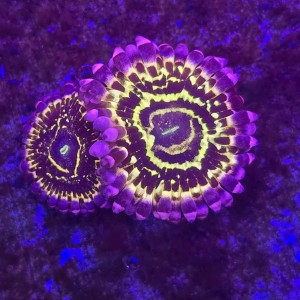 Zoanthus Stratosphere Zoa (2 polipy)  