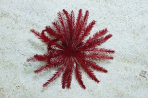 Himerometra palmata sp. – Liliowiec Morski Czerwony