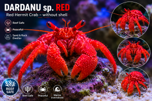 Dardanus sp. Red – Czerwony Krab 