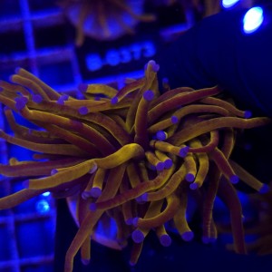 Euphyllia Glabrescens 24K WYSIWYG #B0417