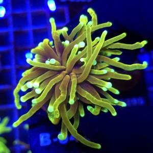 Euphyllia Glabrescens Hellfire WYSIWYG #B0422