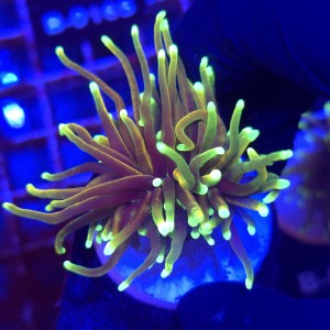 Euphyllia Glabrescens Hellfire WYSIWYG #B0360
