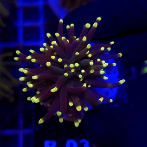 Euphyllia Glabrescens Black Torch WYSIWYG #B0353