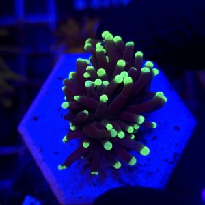 Euphyllia Glabrescens Black Torch WYSIWYG #B0397
