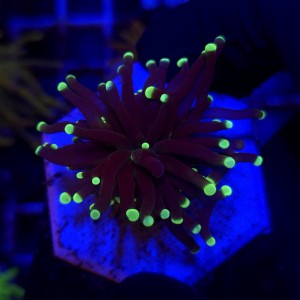 Euphyllia Glabrescens Black Torch WYSIWYG #B0398