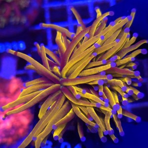 Euphyllia Glabrescens 24K (2 głowy) WYSIWYG #B0446
