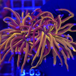 Euphyllia Glabrescens 24K (2 głowy) WYSIWYG #B0377