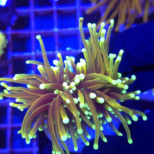 Euphyllia Glabrescens Hellfire (2 głowy) WYSIWYG #B0416