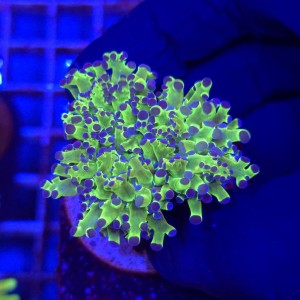 Euphyllia Paradivisa Green 1 główka