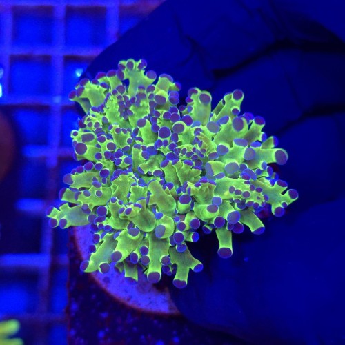 Euphyllia Paradivisa Green 1 główka