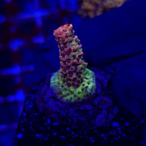 Acropora Rainbow sp frag WYSIWYG #A0073