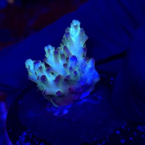 Acropora Rainbow sp frag WYSIWYG #A0150