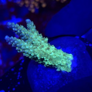 Acropora Rainbow sp frag WYSIWYG #A0062