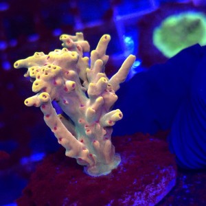 Acropora Flaming Sunrise Rainbow frag WYSIWYG #A0049