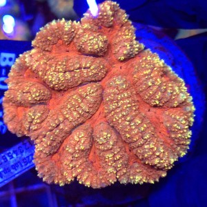 Lobophyllia Rainbow Orange/Yellow WYSIWYG #B0336