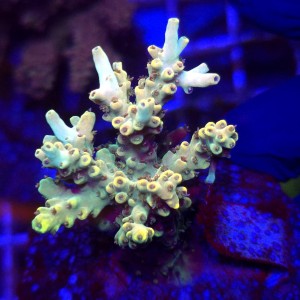 Acropora Rainbow frag WYSIWYG #2