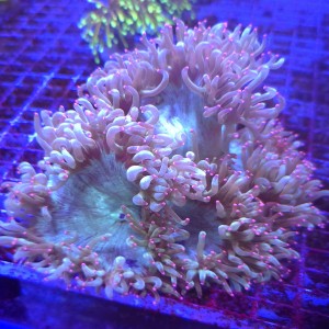 Catalaphyllia jardinei Blue/Green Glow Pink Tips – WYSIWYG #1