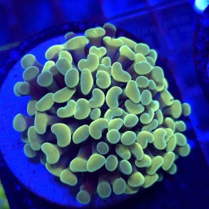 Euphyllia Paraancora Ultra Gold  - Pojedyncza głowa