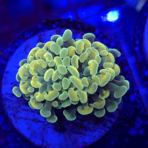 Euphyllia Paraancora Yellow/Gold  - Pojedyncza głowa