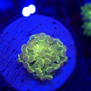 Euphyllia Paraancora Hologram  - Pojedyncza głowa 