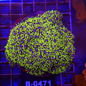 Briareum Fluo WYSIWYG #B0471