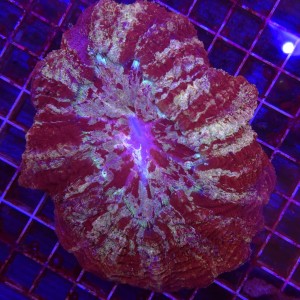 Acanthophyllia Rainbow Red XL WYSIWYG 