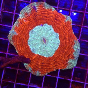 Acanthophyllia Rainbow Ultra Red WYSIWYG  