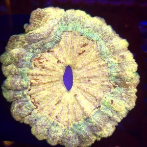 Acanthophyllia Rainbow Yellow WYSIWYG  