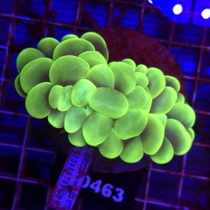 Plerogyra Fluo Green WYSIWYG #B0463