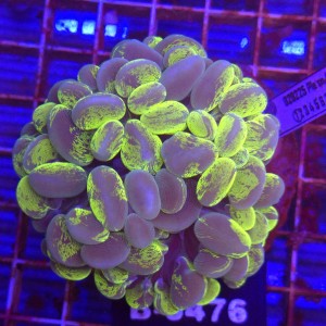 Plerogyra Fluo Gold WYSIWYG #B0476