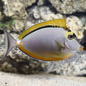 Naso elegans (S) – pokolec elegancki 6-7 cm | ryba morska 