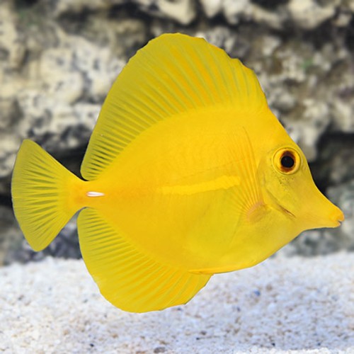 zebrasoma-flavescens-1-1.jpg