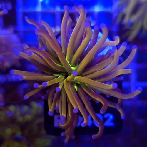 Euphyllia Glabrescens New York Nicks Ultra WYSIWYG #B0402