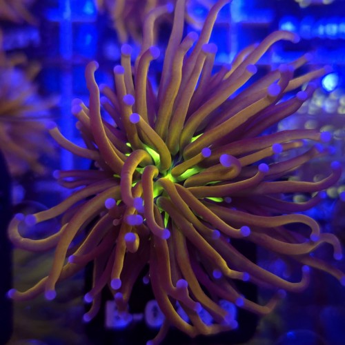 Euphyllia Glabrescens New York Nicks Ultra WYSIWYG #B0349