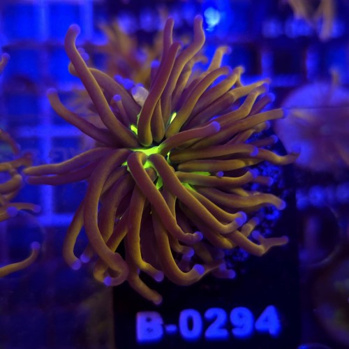 Euphyllia Glabrescens New York Nicks Ultra WYSIWYG #B0294