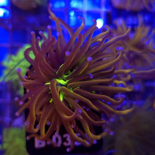 Euphyllia Glabrescens New York Nicks Ultra WYSIWYG #B0358