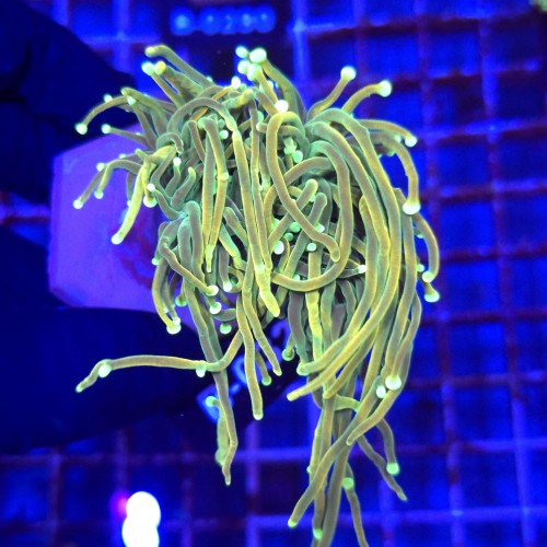Euphyllia Glabrescens Banana Torch 24k (2 głowy) WYSIWYG #B0321