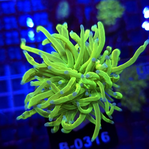 Euphyllia Glabrescens Holy Grail WYSIWYG #B0316