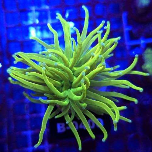 Euphyllia Glabrescens Holy Grail WYSIWYG #B0400