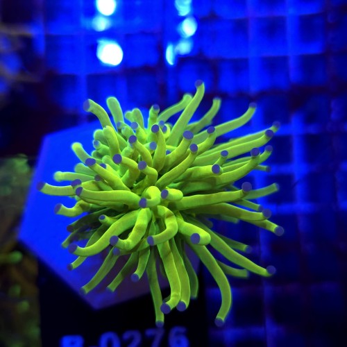 Euphyllia Glabrescens Holy Grail WYSIWYG #B0276
